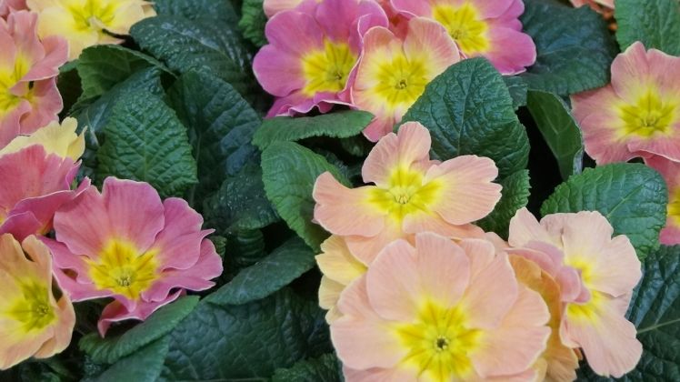 Zierpflanzenproduktion bleibt wichtiges Standbein des deutschen Gartenbaus.  Bild: GABOT. Zierpflanzenproduktion bleibt wichtiges Standbein des deutschen Gartenbaus.  Bild: GABOT.