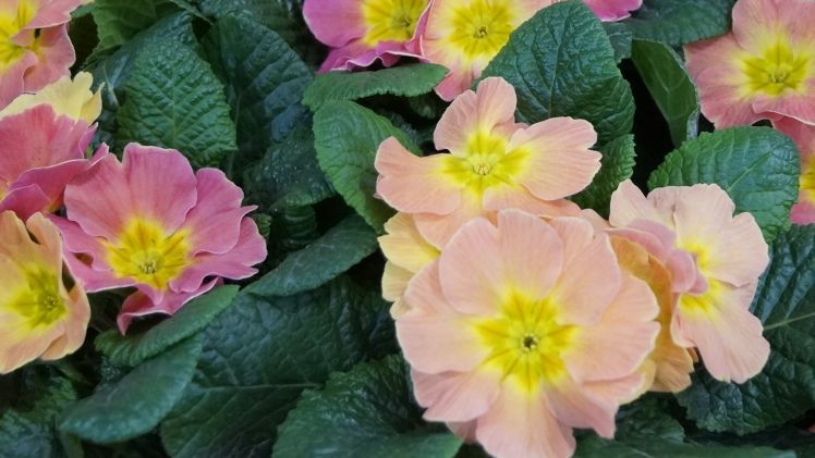 23 Betriebe produzierten Primeln in Sachsen-Anhalt. Bild: GABOT.