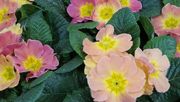 Blumen und Pflanzen sollen in Niedersachsen wieder verkauft werden dürfen. Bild: GABOT.