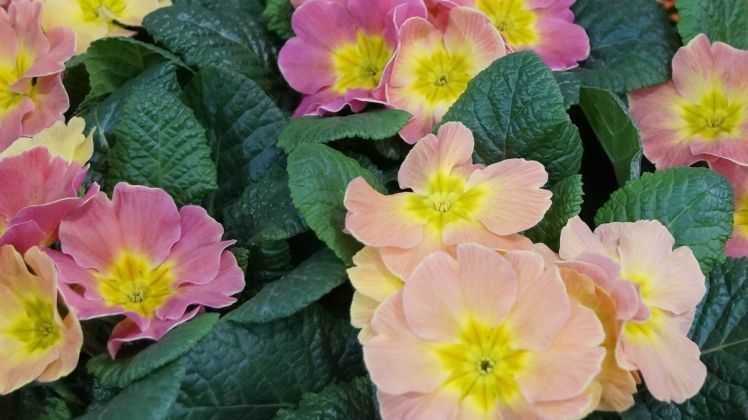 Online-Veranstaltung zur Torfreduzierung zum Thema "Frühjahrsblüher". Bild: GABOT.