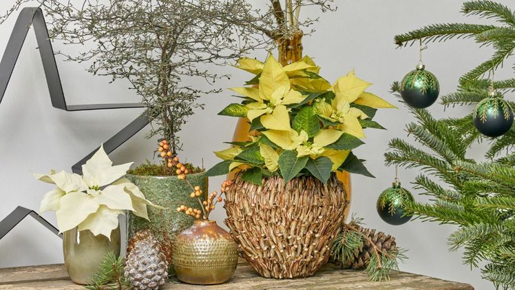 Weihnachtssternen verleiht dem Urban Industrial Style Wärme und verbreitet einen weihnachtliche Stimmung. Bild: SfE.