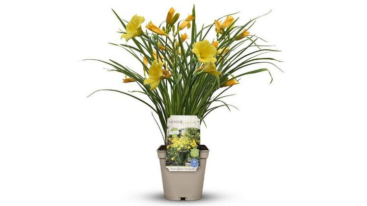 Essbare Taglilie 'Naschgold' von Landgefühl® als Staude des JAhres 2018.