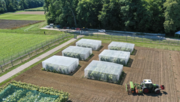 Feldversuch mit cisgenen Kartoffeln. Bild: © Agroscope, Jonas Winizki.
