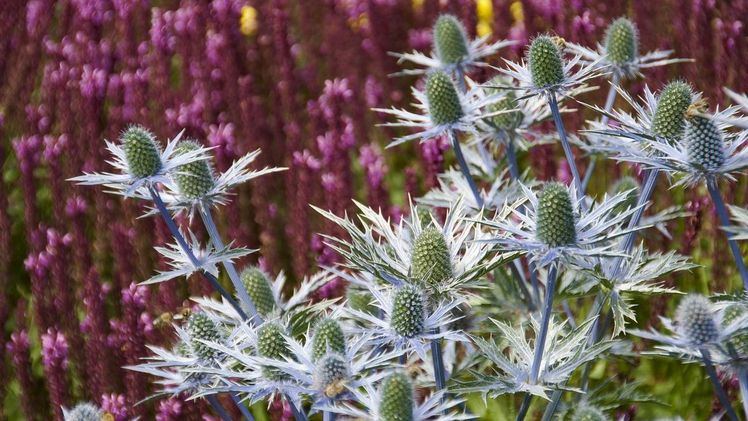 Platzhirsch: Das Alpen-Mannstreu (Eryngium alpinum) findet im Steppen-Salbei (Salvia nemorosa) den perfekten Partner für starke Farbkontraste. Bild: GMH/Markus Hirschler.