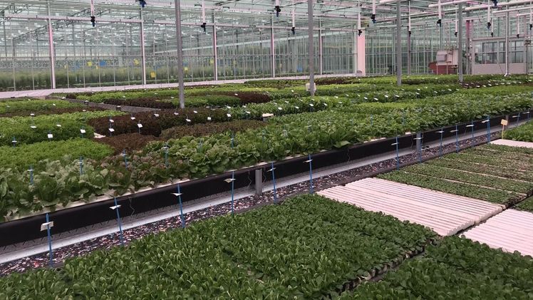 Die Salat-Demotage von Vegetable Seeds in digitalen Sessions. Bild: BASF.