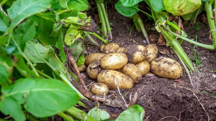 Mit dem Produkt Zorvec Entecta™ steht nun auch deutschen KartoffelanbauerInnen ein zuverlässiges Fungizid gegen Kraut- und Knollenfäule zur Verfügung. Bild: Corteva Agriscience.