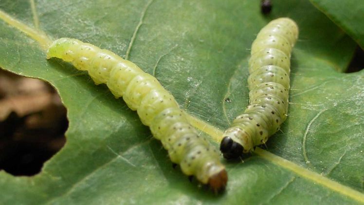 Raupen des Eichenwicklers (Tortrix viridana) ein bedeutender Schädling der europäischen Eiche, der derzeit schwere Schäden in deutschen Eichenwäldern verursacht. Bild: Dr. Schröder, Hilke. 
