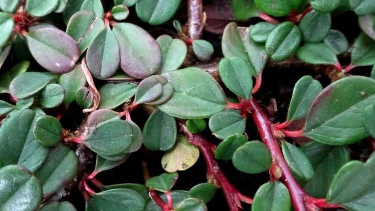 Cotoneaster dammeri ist als Bodendecker geeignet. Foto: Klaus Margraf.