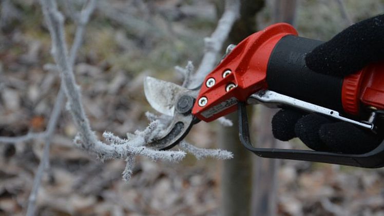 Bei starkem Frost sollten die Bäume nicht geschnitten werden, da Frost in den offenen Wunden Holzschäden verursachen kann. Bild: Sabine Weis.