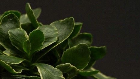 Die Debora ist keine blühende Zimmerpflanze, sondern ein besonders grünes und buntes Exemplar. Bild: Slijkerman.