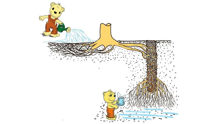 Die Methode der Splittzylinder könnte auch Baumwurzeln in tiefere Bodenschichten locken. Der Baum könnte so auch mit größerer Trockenheit zurechtkommen. Bild: Claus Mattheck, KIT.