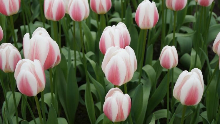 „Natur im Garten“ hat die wichtigsten Tipps zusammengefasst. Bild: GABOT.