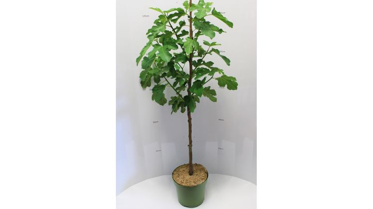 Ficus carica als Stämmchen im 7,5 l Container ist eine der Neuheiten der Baumschule Geers. Bild: Baumschule Geers.