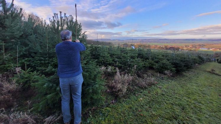 Zum besonderen Erlebnis wird der Tannenbaumeinkauf, wenn der Baum in der Plantage eigenhändig absägt wird. Bild: Landvolk.