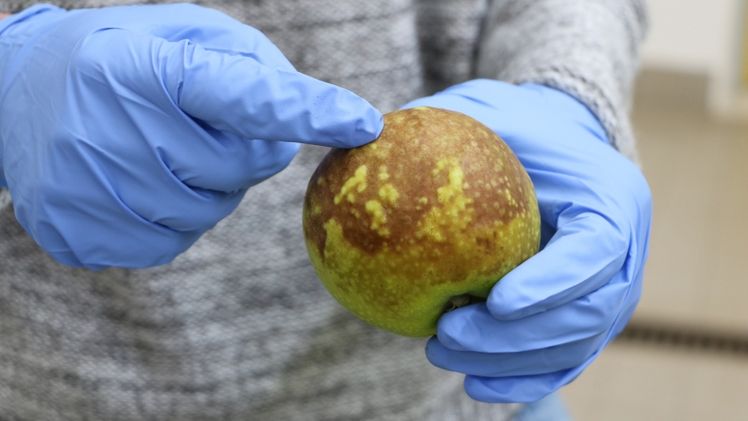 Ein Beispiel für einen physiologischen Schaden am Apfel. Bild: © Laimburg Research Centre/Agnese Martinelli.