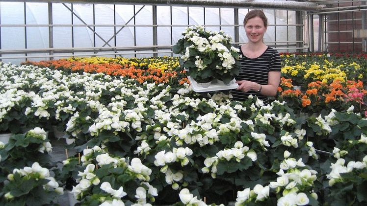 Daniela Hoffmann packt Begonien. Bild: Landgard.