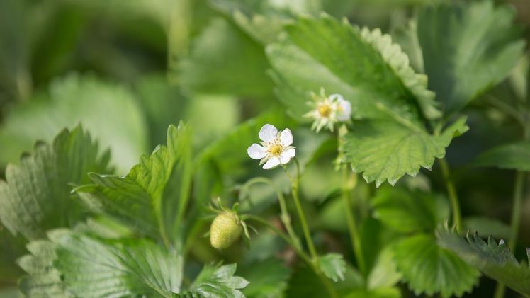 Die Erdbeeren bühen. Bild: VSSE e.V./Christoph Göckel.