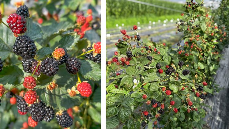 Gamechanger®-Brombeeren fruchten ab August am diesjährigen Holz. Bild: © Lubera.
