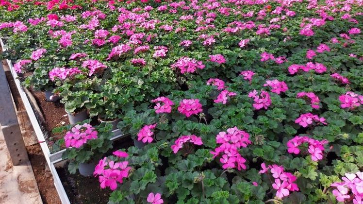 Perlagonienbestand in einem Substrat mit 50 Vol.-% Torfersatz im Betrieb Eichelmann, einem der Modellbetriebe aus TerZ. Quelle: HSWT-IGB.