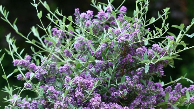 Buddleja alternifolia Unique wurde zur besten Neueinführung 2017 ernannt. 