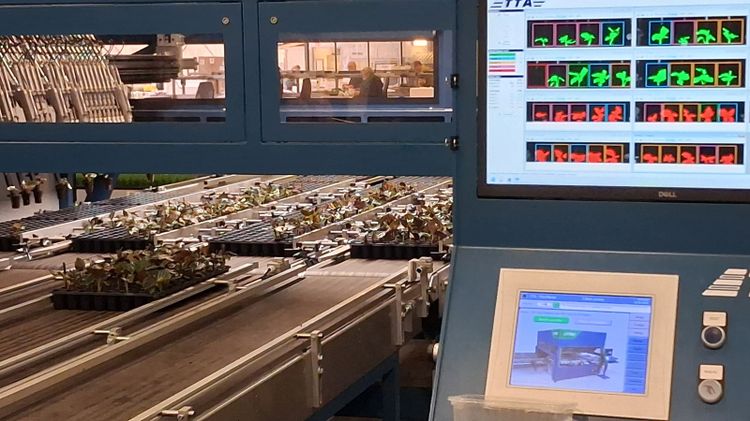 Ein Sortierroboter sorgt vor der Auslieferung für Trays mit absolut gleichmäßigen Jungpflanzen. Bild: GABOT.