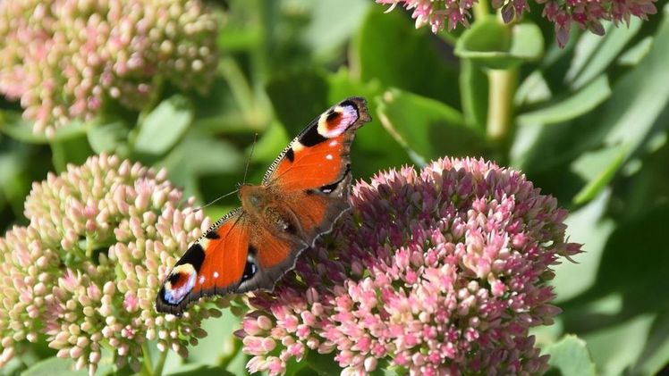 Herbstblüher wie die "Fette Henne" bieten Schmetterlingen Nahrung und Lebensraum. Bild: Christine Scherer, Bayerische Gartenakademie. 