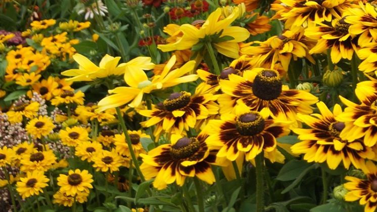 BdS veröffentlicht 6 artenreiche Pflanzmodule zur GALABAU 2024. Bild: GABOT.