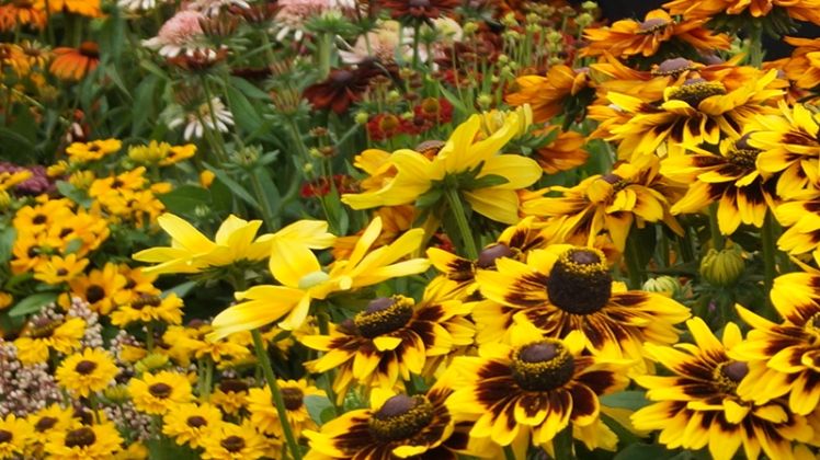 Biogartenmesse ist Mitglied de  Deutschen Gartenbau-Gesellschaft 1822 e. V.. Bild: GABOT.