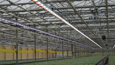 Kräuter unter LED-Licht. Bild: GABOT.