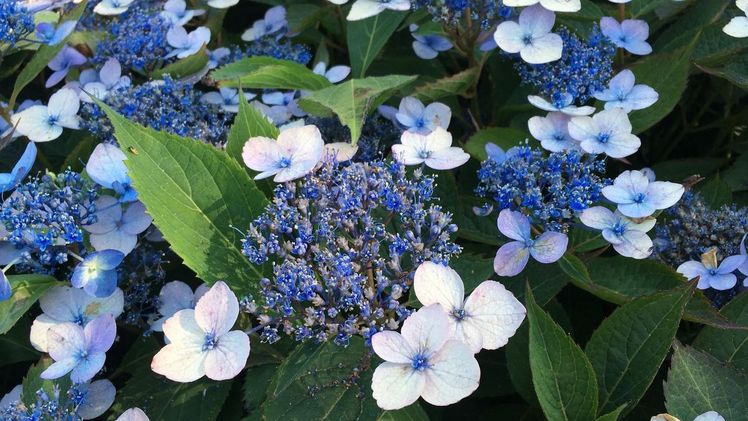 Hydrangea 'Magic Pillow'®. Bild: www.oprins.com.