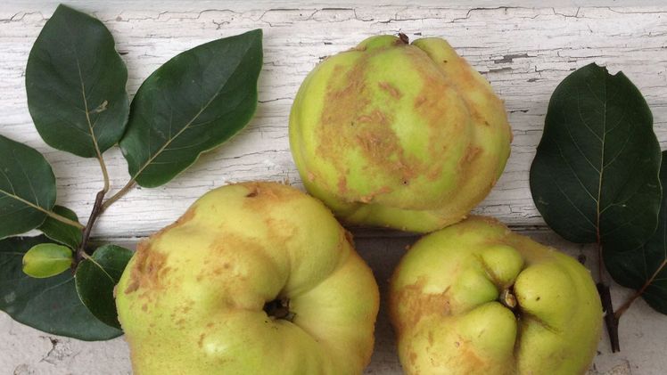 Helfen Sie mit alte Obstsorten zu erhalten, werden Sie FRUCTUS-Mitglied, fructus.ch. Bild: FRUCTUS.