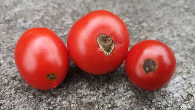 Blütenendfäule an Tomaten. Bild: „Natur im Garten“.
