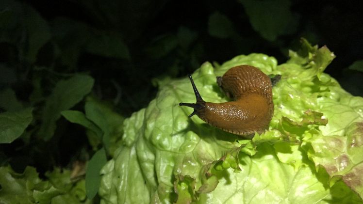 Spanische Wegschnecke. Bild: © „Natur im Garten"/K. Weber.