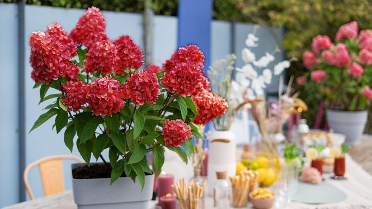 Bloody Marie® mit großen Blütenrispen. Bild: Bloody Marie®/Behrens Jungpflanzen.