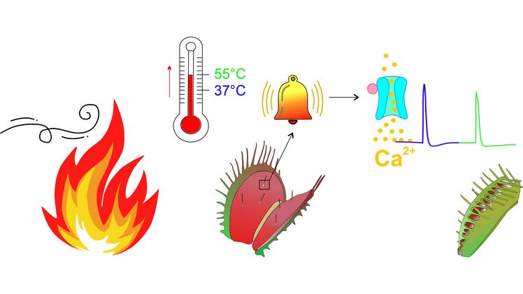 Die Venus-Fliegenfalle verfügt über einen Hitzesensor in den Sinneshaaren, über den sie auf Hitzewellen im Vorfeld von Buschfeuern reagiert, ihre Fallen schließt und diese damit schützt. Grafik: Shouguang Huang, Universität Würzburg.