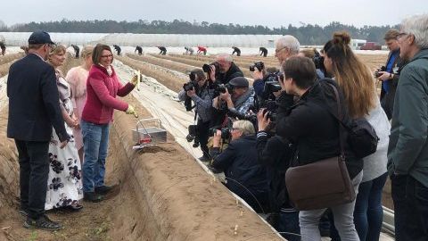 Landwirtschaftsministerin Priska Hinz beim Spargelanstich auf dem Feld. Bild: HMUKLV.