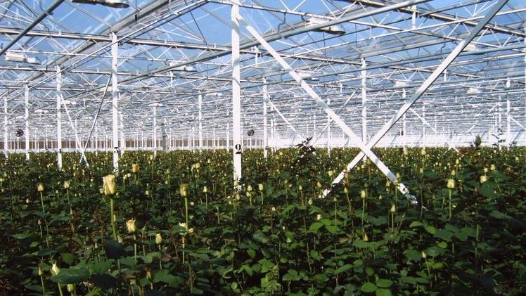 Rosenanbau nimmt in den Niederlanden wieder zu. Bild: GABOT. Rosenanbau nimmt in den Niederlanden wieder zu. Bild: GABOT.