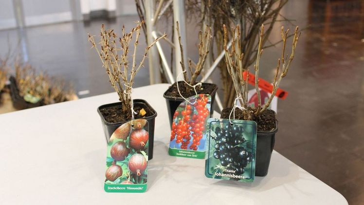 Beerenobst im Tb9. Bild: Stahl Baumschulen.