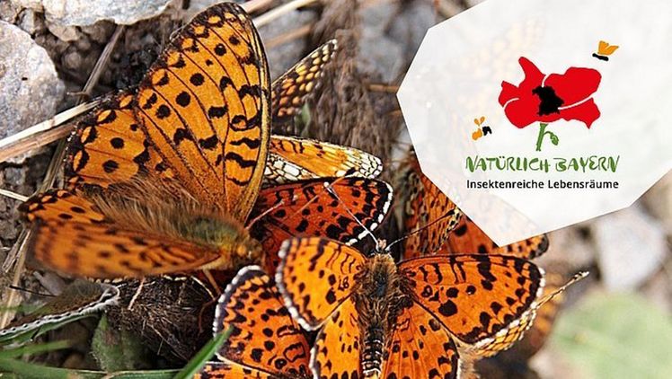 DVL Leitlinie Insektenschutz. Bild: DVL.