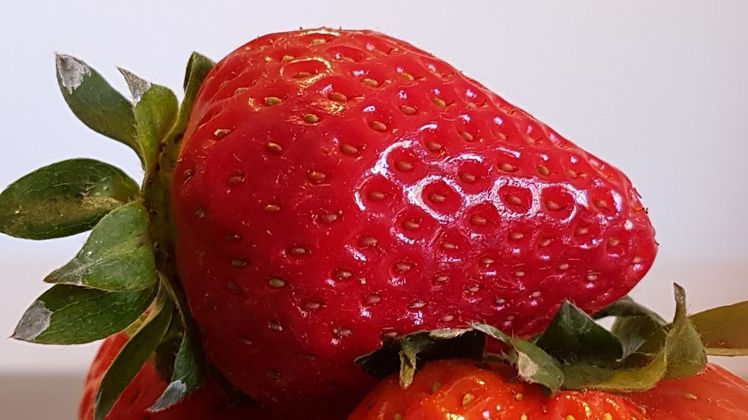 In der Provinz Huelva sind viele Saisonarbeiter damit beschäftigt, Erdbeeren zu pflücken. Bild: GABOT.