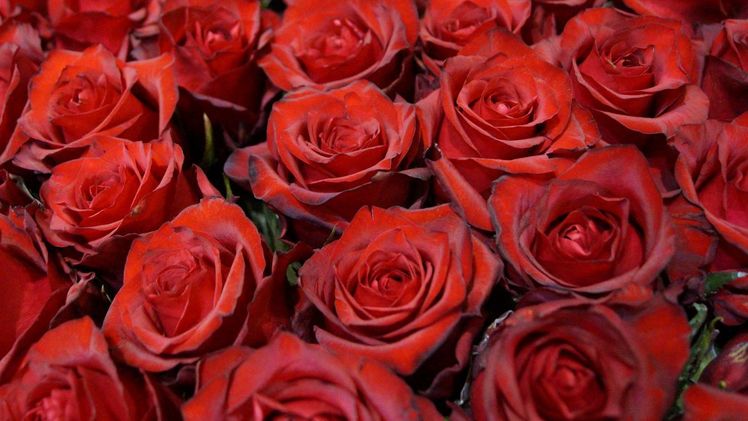 Zu den Klassikern zum Muttertag gehören rote Rosen. Bild: GABOT.