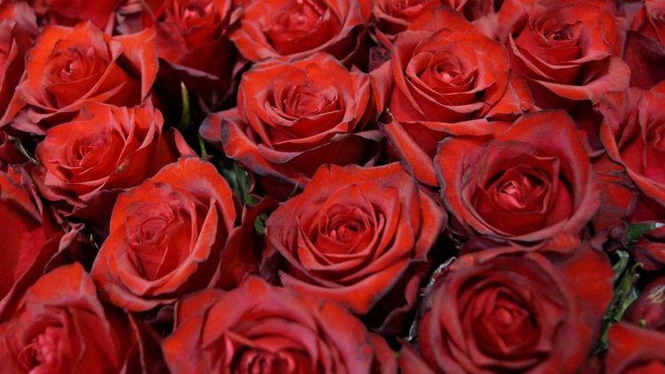 Nahezu alle Proben weisen laut GLOBAL 2000 hohe Pestizid-Rückstände auf. Bild: GABOT.