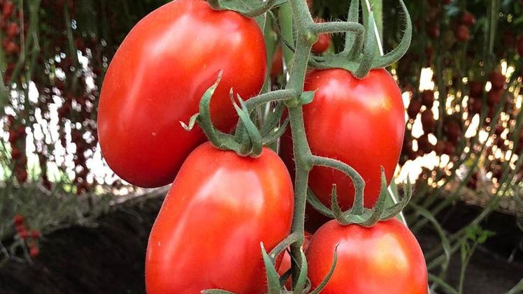 Bayer bringt neue Tomatensorten auf den Markt, die Landwirten mehr Schutz vor dem Jordan-Virus ermöglichen, einer Viruserkrankung, die Tomatenpflanzen auf der ganzen Welt befällt. Bild: Bayer.