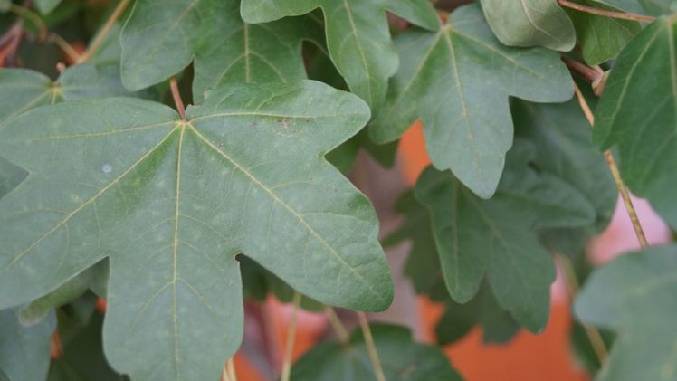 'Ruijgrok' hat schöne dunkelgrüne Blätter, die relativ groß und ziemlich dick sind. Bild: KVBC.