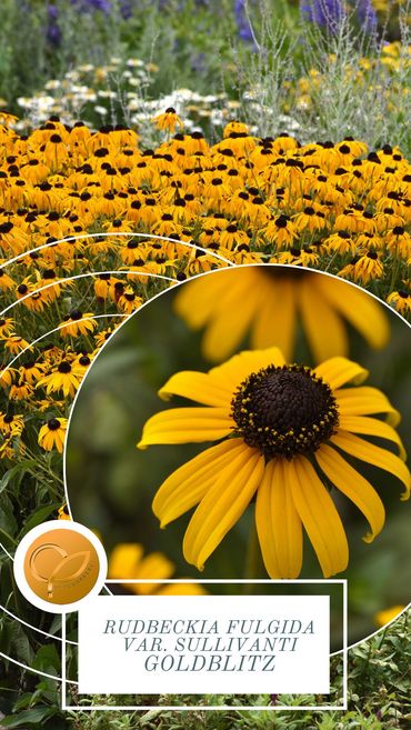 Goldblitz. Bild: Fleuroselect.