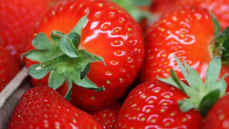 Erdbeeren strotzen vor wertvollen Vitalstoffen wie Vitaminen und Phenolsäuren, wenn sie reif gepflückt und möglichst schnell gegessen werden. (Bildnachweis: GMH)