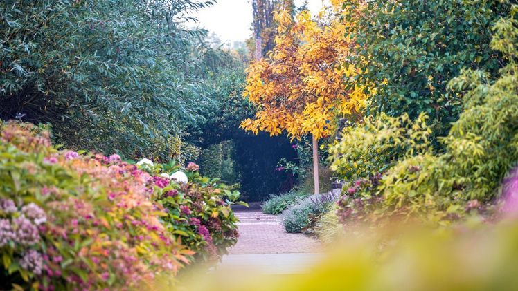 Die Palette an Farben im Herbstgarten steht der Partitur des Sommers in nichts nach. Bild: Foto: Appeltern.