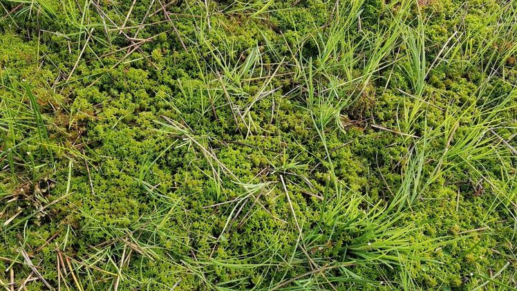 Die Hankhauser Torfmoosfläche liefert ein Beispiel dafür, das Niedersachsen ein Vorreiter in nachhaltiger Moorbewirtschaftung (Paludikultur) und Klimaschutz ist. Bild: GABOT. Die Hankhauser Torfmoosfläche liefert ein Beispiel dafür, das Niedersachsen ein Vorreiter in nachhaltiger Moorbewirtschaftung (Paludikultur) und Klimaschutz ist. Bild: GABOT.