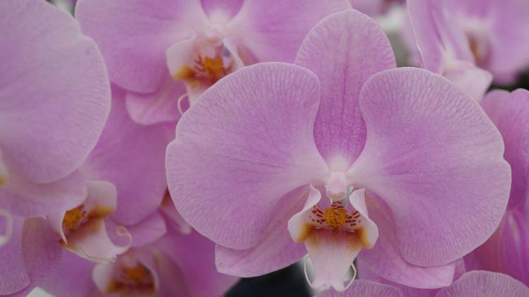 Phalaenopsis: Reife Blüten - bessere Qualität. Bild: GABOT.