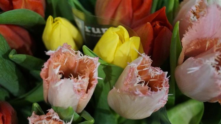 Die beliebtesten Frühlingsblüher sind Tulpen, Krokusse, Hyazinthen und Narzissen. Bild: GABOT.